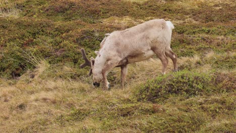 Rentiere-In-Natürlicher-Umgebung,-Nordnorwegen,-Nordkapp.-Wunderschöne-Natur-Norwegens.