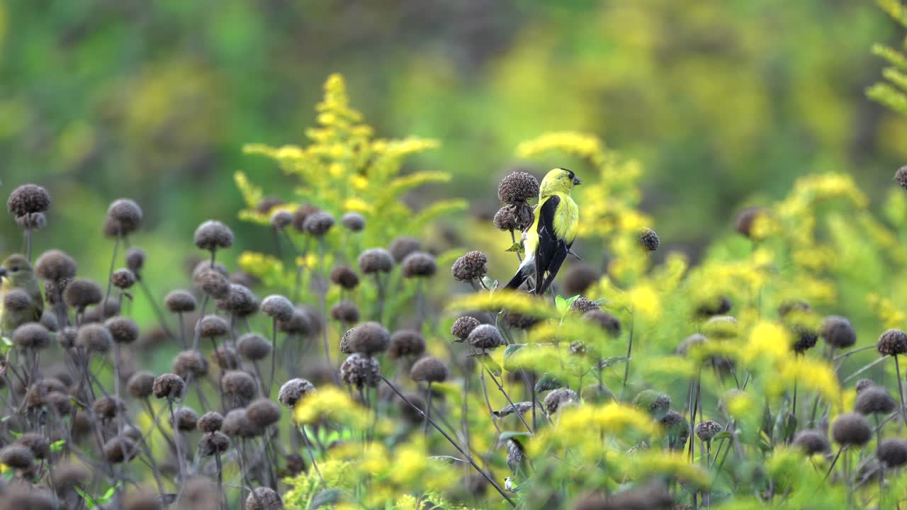 풀밭에서 일부 야생 꽃의 씨앗을 먹는 goldfinches