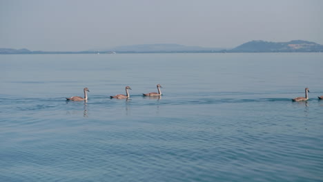 a big family of mute swans with 5 cygnets are swiming on the open lake neuchâtel switzerland far away from the coast, some beautiful hills and mountains can be seen in the background, sunny day