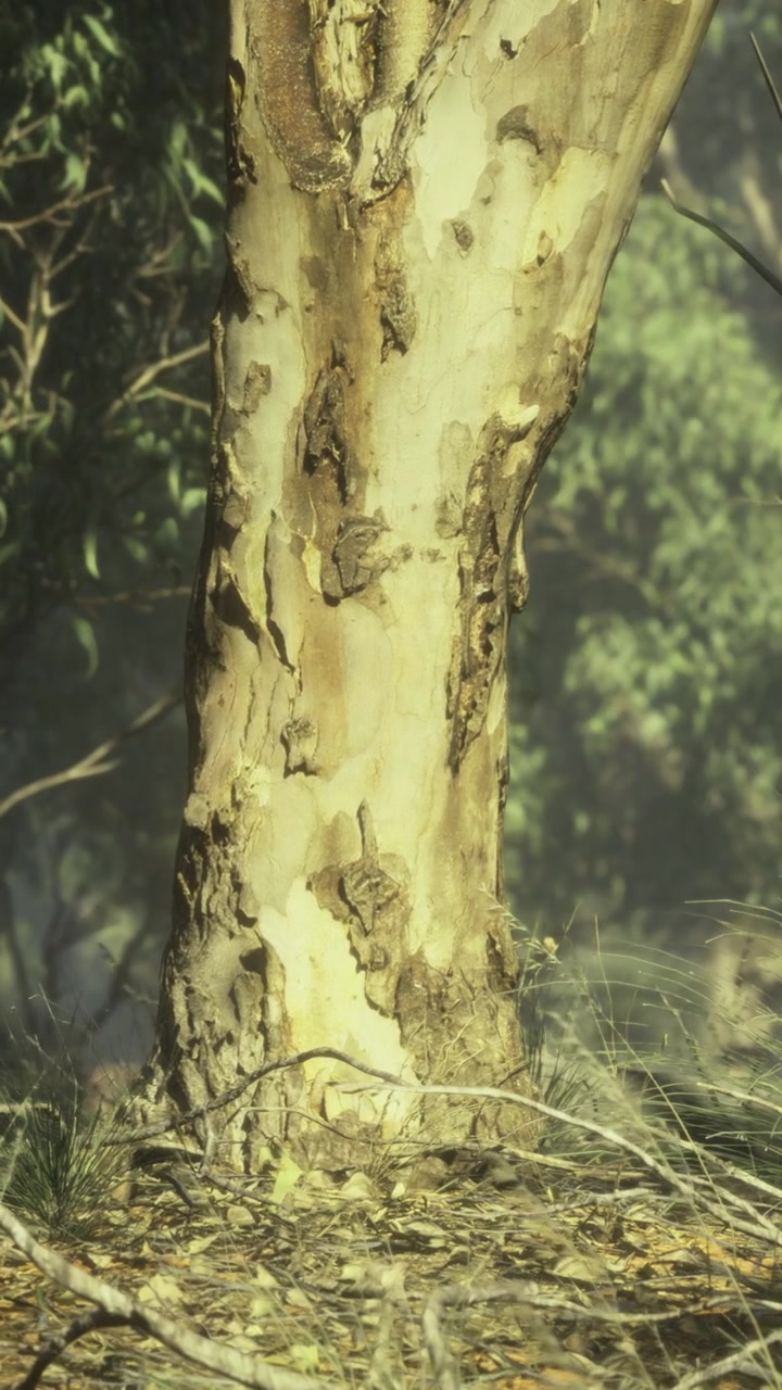 A tree trunk is visible in a forest setting