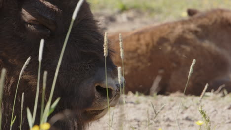 Extreme-Nahaufnahme-Des-Kopfes-Eines-Europäischen-Bisons,-Der-In-Der-Heißen-Sonne-Schwer-Atmet