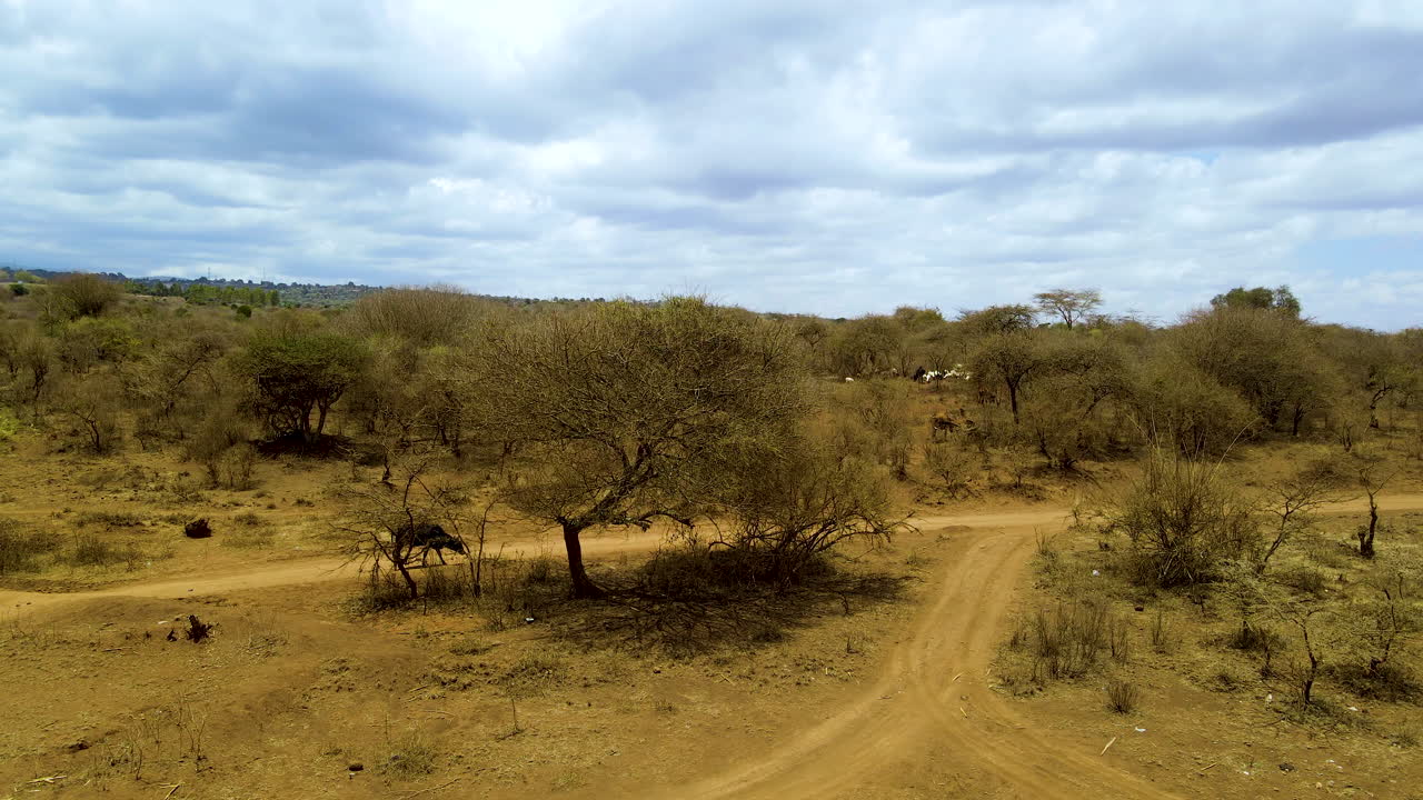 Vista aerea di una mucca nera che cammina su una strada sterrata nel Kenya rurale