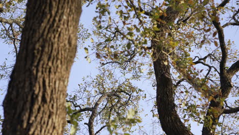 Live-oak-tree-leaves-and-branches-against-a-blue-sky,-4K