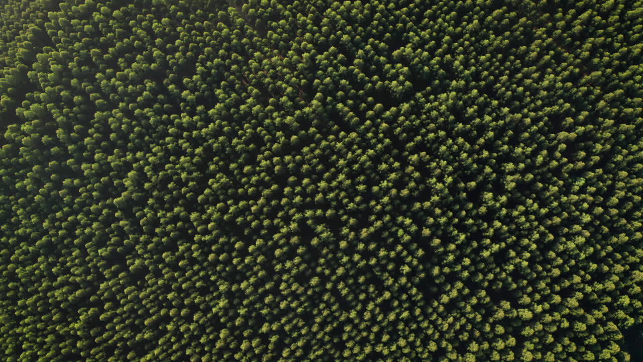 Aerial Top View of Forest, Texture of Forest View from Above with Golden Sunlight