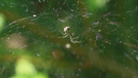 cerca de una araña en su tela produciendo seda de araña