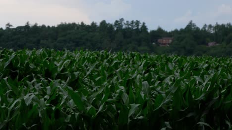 A-corn-field-in-the-foreground-as-the-camera-passes