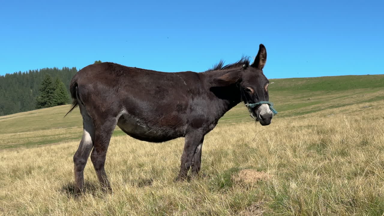 Brown donkey eating grass on open summer mountain field with blue sky background