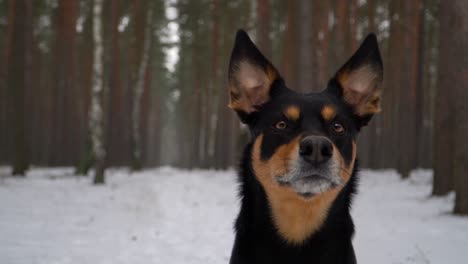 cute dog turning his head toward the camera and licking his nose