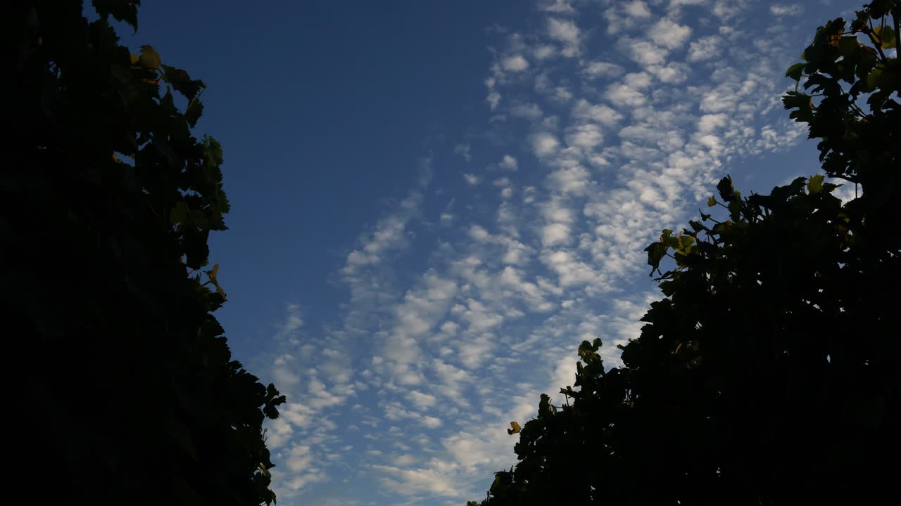 아름다운 구름이 가득한 하늘을 가진 포도나무