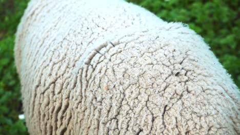 tiro macro de lana de oveja en manali, himachal pradesh, india - primer plano