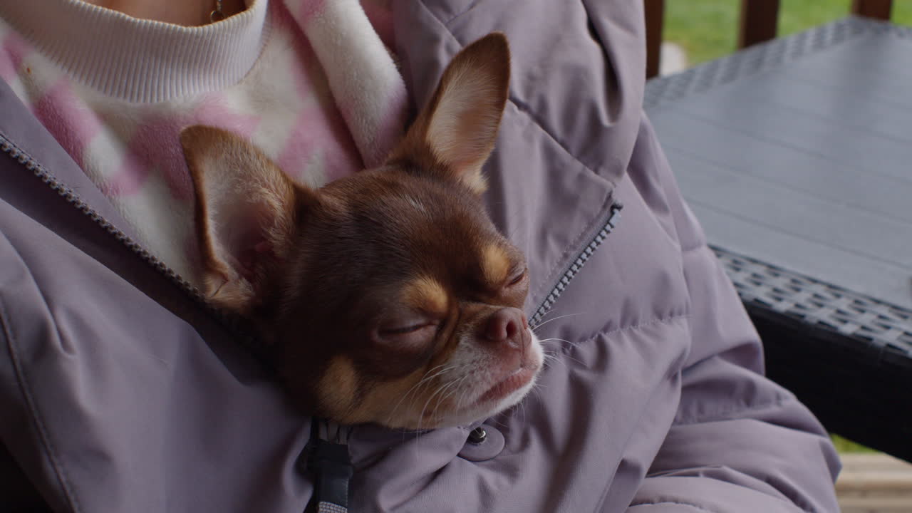 Small Brown Chihuahua in a Jacket Pocket