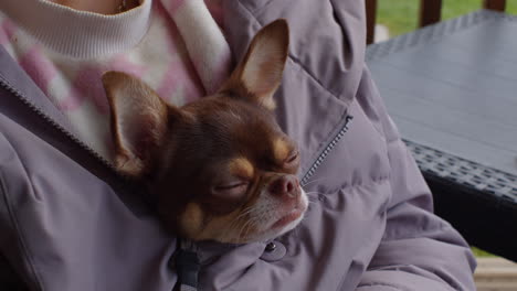 small brown chihuahua in a jacket pocket