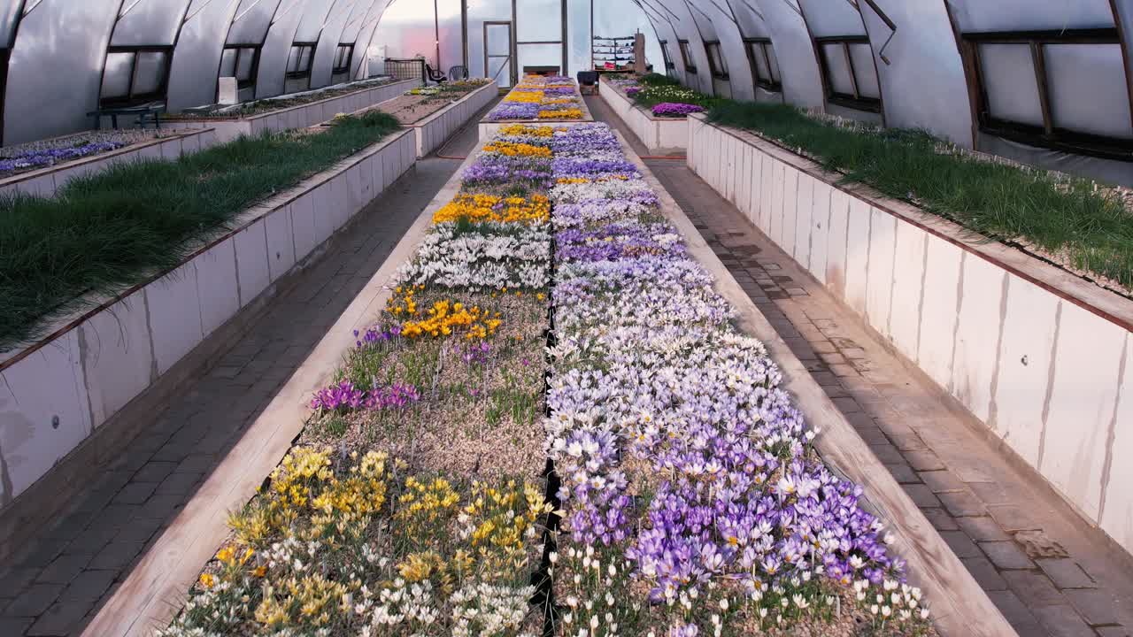 Serra con fiori primaverili. Vista da un drone