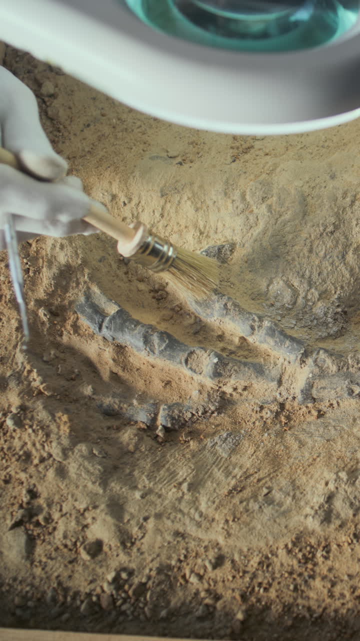 excavación de fósiles en curso