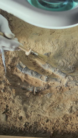 fossil excavation in progress