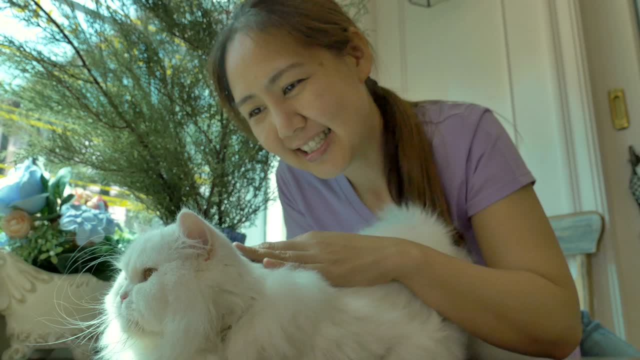 사랑스러운 아시아 여성이 그녀의 페르시아 고양이와 놀고 있습니다.