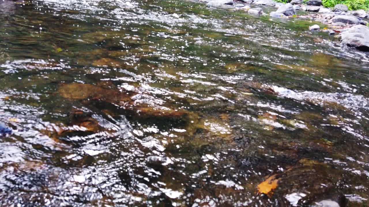panning upstream in slo motion to see th,e creek in the distance