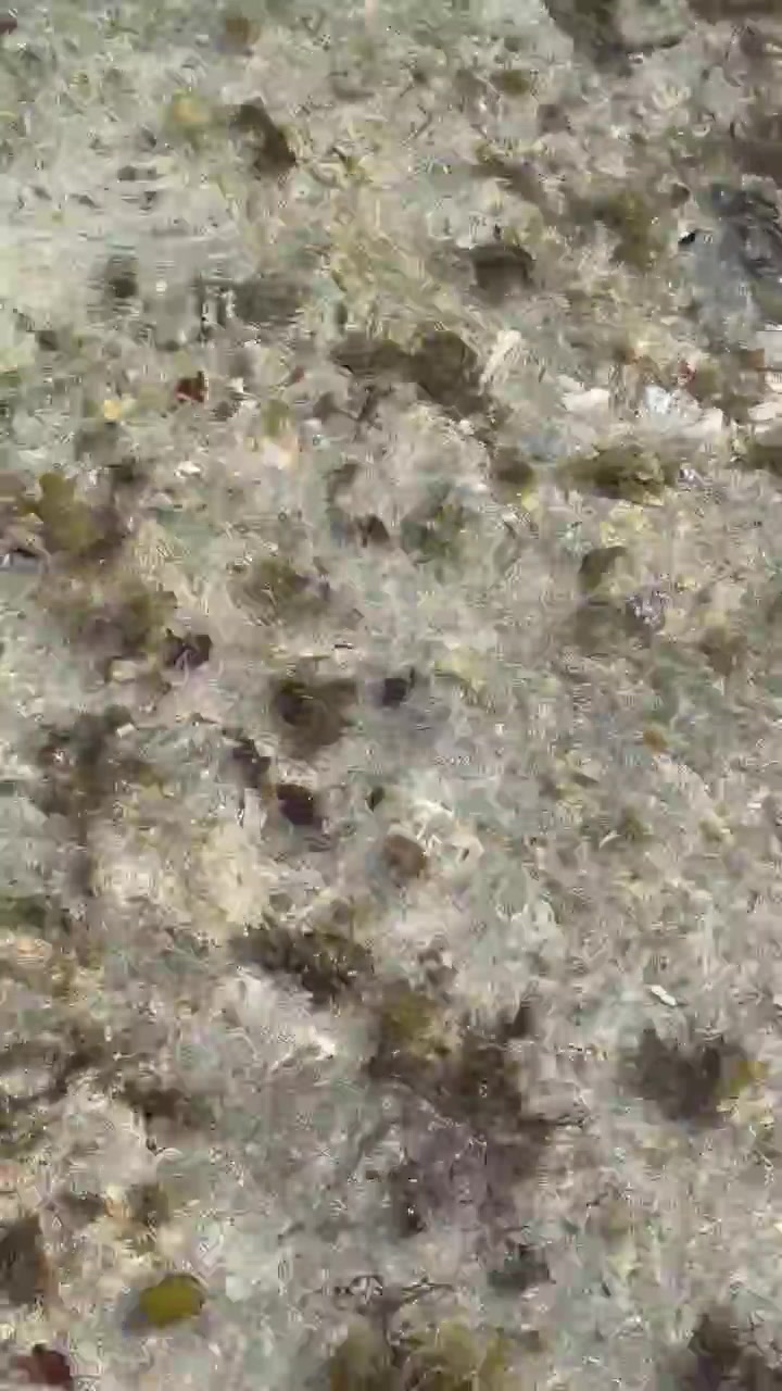 Clear Shallow Water Flowing Over Sandy Seabed With Seaweed