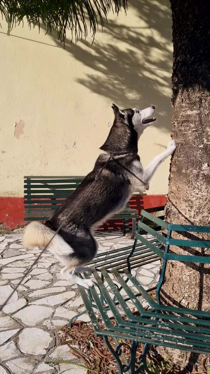 Stunning Siberian Husky dog standing on its hind legs resting its front paws against a mature tree bark near a green park bench and children's playground in a sunny Corfu, Greece village