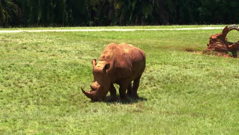 Herbivore-large-land-animal,-southern-white-rhinoceros,-ceratotherium-simum-simum-covered-in-mud,-foraging-and-grazing-on-the-open-meadows-at-midday-on-a-burning-hot-sunny-day,-close-up-shot