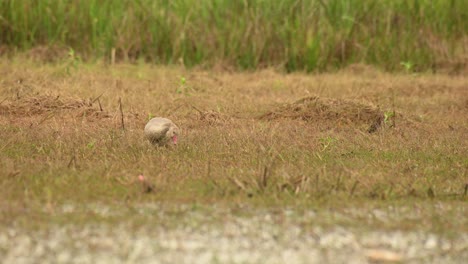 Greylag-Goose,-Anser-anser,-Bueng-Boraphet,-Nakhon-Sawan,-Thailand