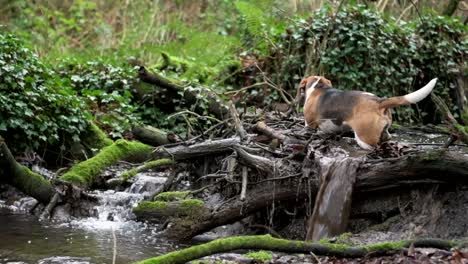 Ein-Beagle-Hund-Plantscht-In-Einem-Flusslauf-Auf-Einem-Natürlichen-Damm