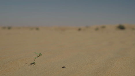 small plant growing in the desert