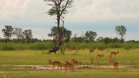 Herde-Antilopen-Und-Gnus-Grasen-In-Der-Savanne