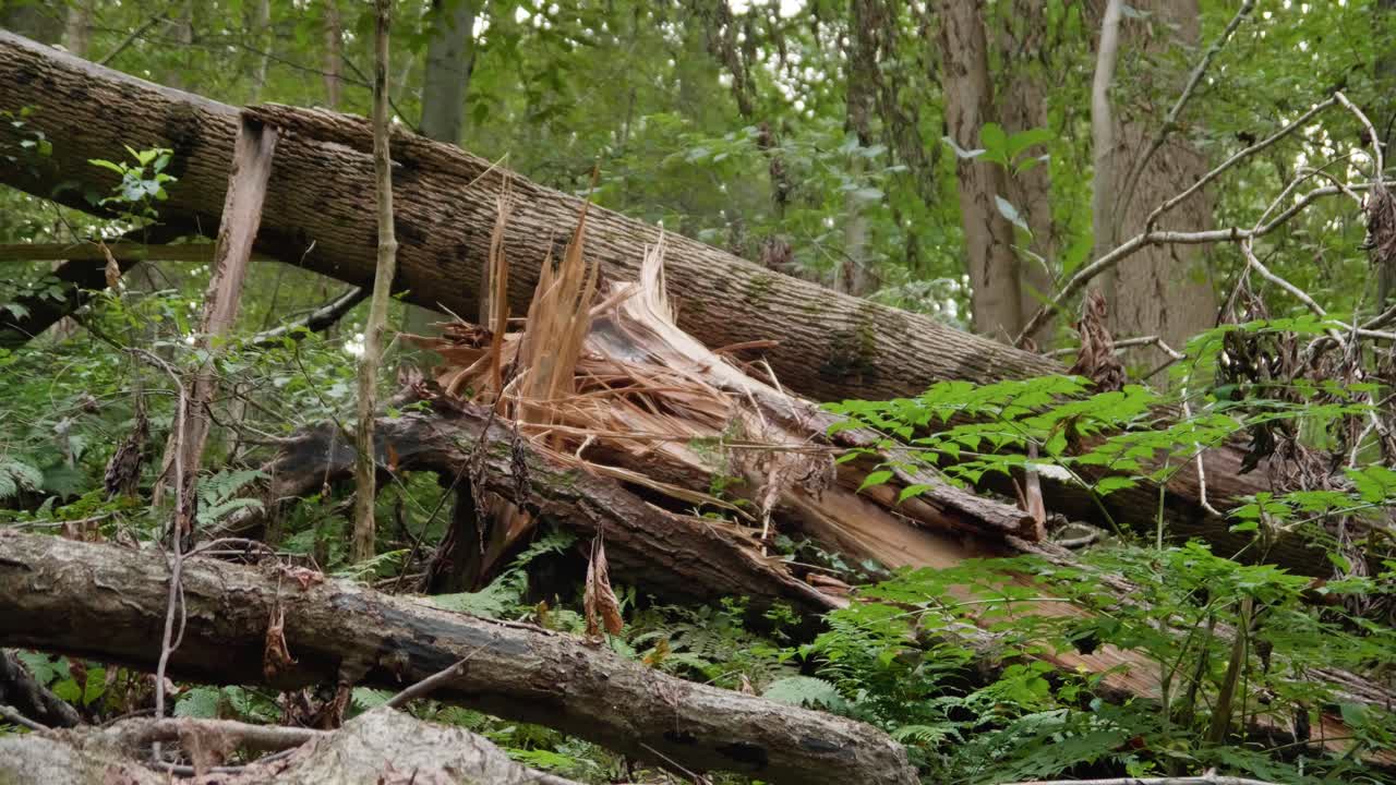 Fallen tree and branches in forest in Pennsylvania