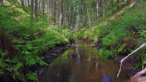 beautiful footage of a small, crystal clear creek in the middle of the finnish forest