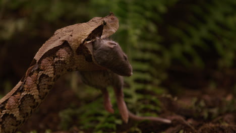 gaboon viper snake grips prey small rat in mouth in forested area