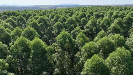 flying over eucalyptus trees forest