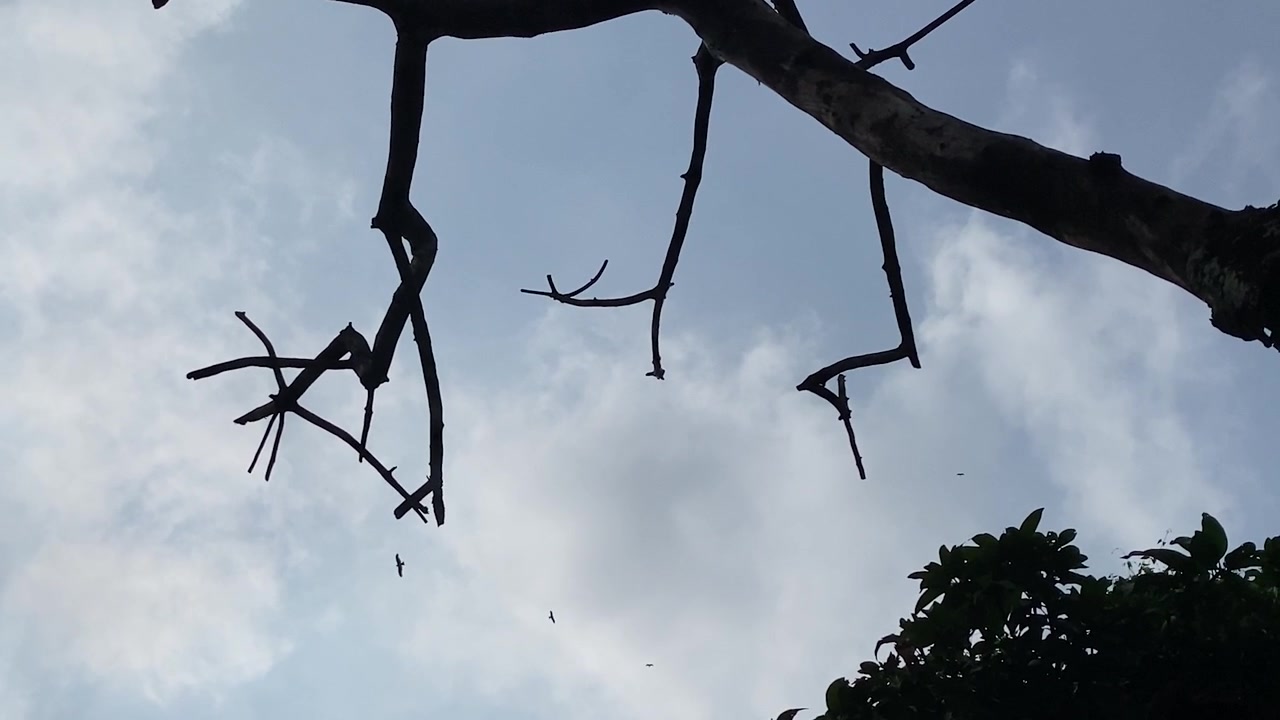 Uccelli che volano nel cielo serale sopra rami di alberi spogli e morti, ripresa in silhouette con zoom indietro.