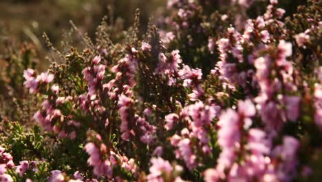 Lengheide,-Calluna-Vulgaris,-Nahaufnahme,-Hochland,-Schottland