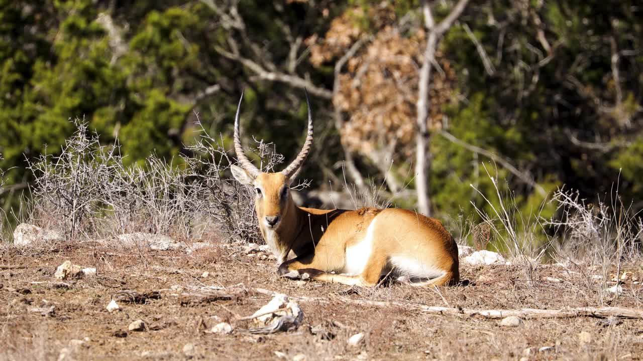 lechwe rojo disfrutando bajo la luz del sol en la sabana