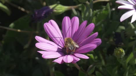 A-honey-bee-with-long-antennae-on-a-pink-flower-before-taking-off,-close-up