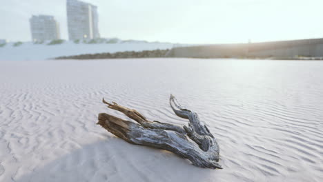 piece-of-an-old-root-is-lying-in-the-sand-of-the-beach