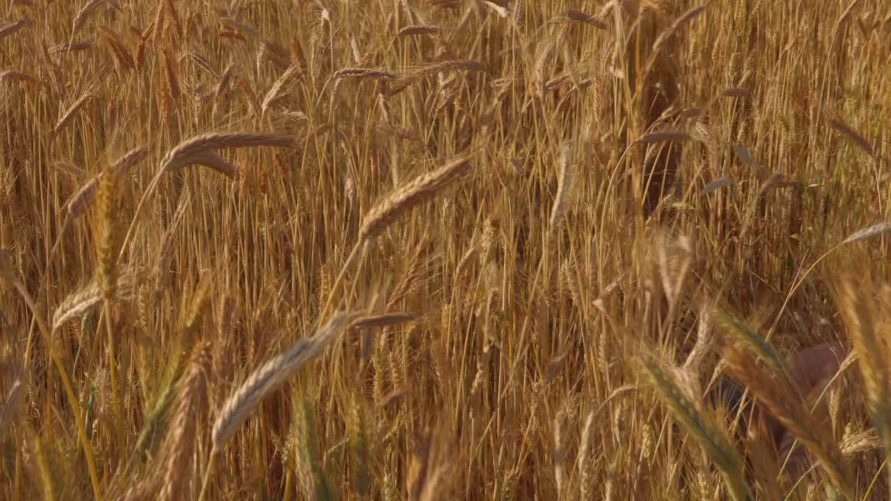Caucasian man running through dry wheat crop field and fainting due to the strong heat