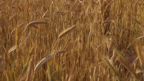 Hombre-Caucásico-Corriendo-Por-El-Campo-De-Cultivo-De-Trigo-Seco-Y-Desmayándose-Debido-Al-Fuerte-Calor