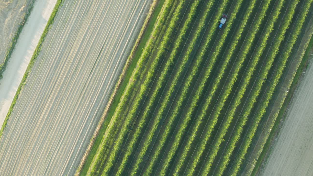 tiro de seguimiento aéreo descendiendo lentamente y girando hacia el agricultor conduciendo un tractor y cortando hierba en un huerto de manzanas al atardecer