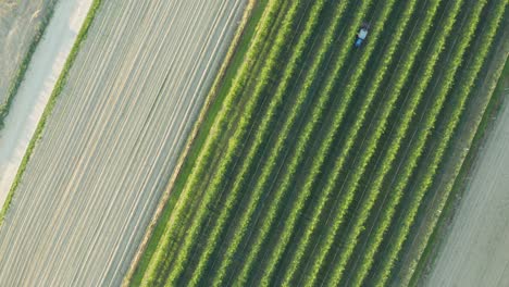 Tiro-De-Seguimiento-Aéreo-Descendiendo-Lentamente-Y-Girando-Hacia-El-Agricultor-Conduciendo-Un-Tractor-Y-Cortando-Hierba-En-Un-Huerto-De-Manzanas-Al-Atardecer