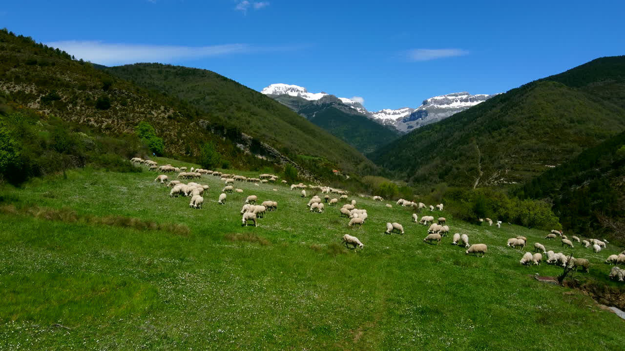 Sheep´s grazing in the meadow and in the background the snowy mountains