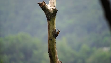 Pelatuk-Besi-Oder-Dinopium-Javanense-Oder-Specht-Picken-Und-Hängen-An-Einem-Sonnigen-Tag-Am-Baum