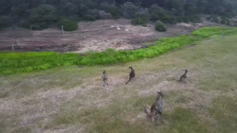 aerial orbiting shot showing kangaroo family grazing on wild meadow