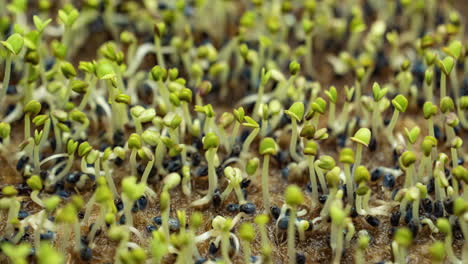 los microvegetales de albahaca germinan a partir de semillas en primer plano