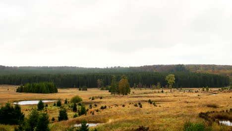 Peat-is-wet-spongy-soil-that-was-formed-by-dead-plants-in-swamps-and-later-preserved-under-wet,-low-oxygen-conditions