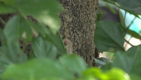 Lagarto-De-Jardín-Indio-En-El-árbol