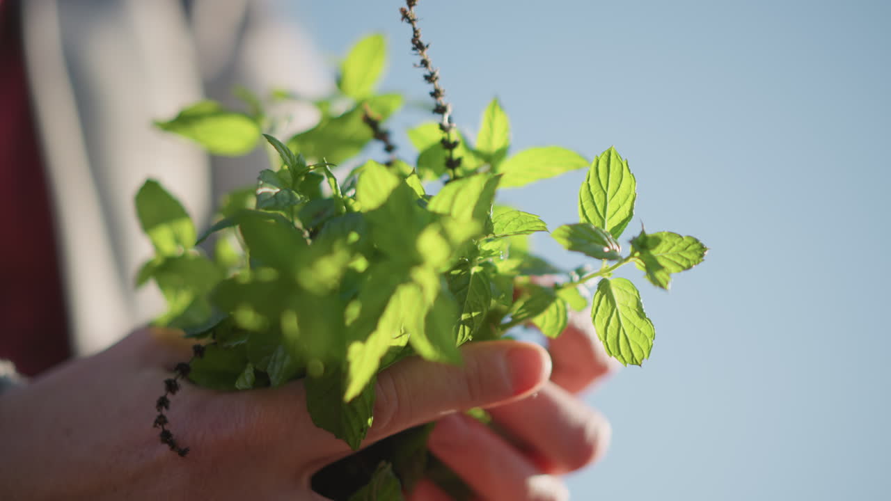 Lähikuva käsistä, jotka pitävät tuoretta minttua, aurinkoinen ulkotausta, lempeä aamunvalo, pieni ruukkuyrtti, hellä hoivaava ele, aromaattiset lehdet keittiökokille ja koristeeksi, kotipuutarhan inspiraatio.