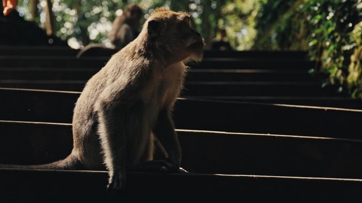 Crab-eating macaque primate monkey jumping in temple of Bali, Indonesia