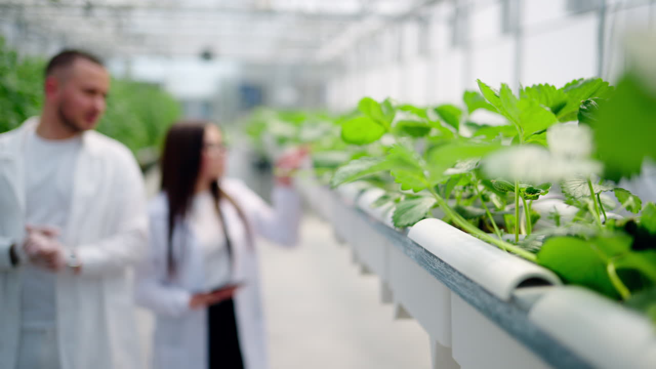 Three laboratory technicians in white coats working with wild strawberry grown with the Hydroponic method in a greenhouse